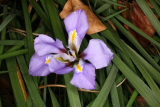 Iris unguicularis RCP1-2014 06.JPG